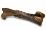 Fossil Hadrosaur (Edmontosaurus) Femur - Wyoming #379439-7